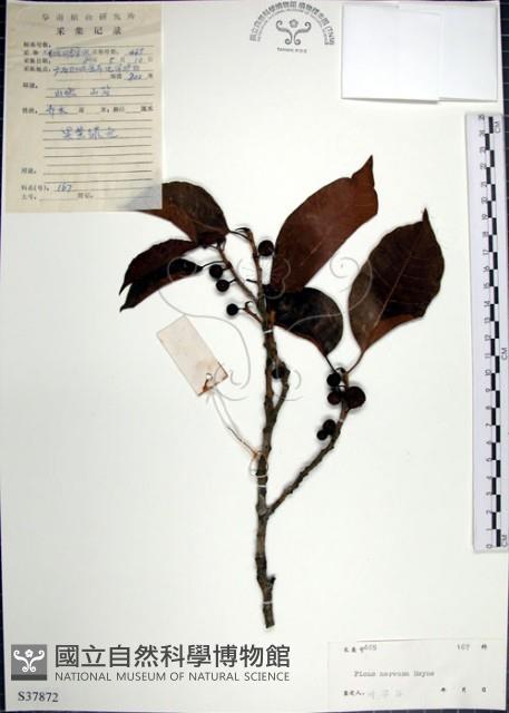 大苞榕、落苞榕、大葉水榕藏品圖，第1張