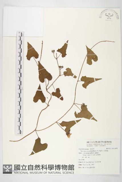 菜欒藤藏品圖，第1張