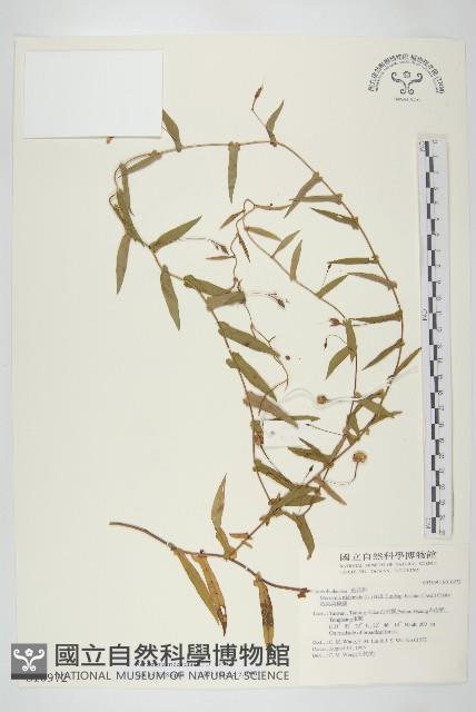 戟葉菜欒藤藏品圖，第1張