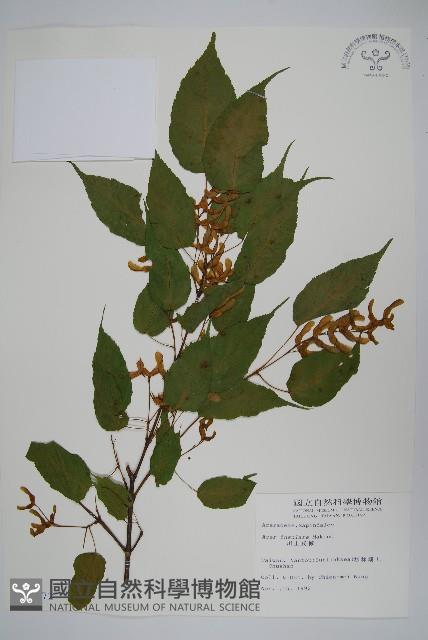 大屯尖葉槭, 川上氏槭藏品圖，第1張