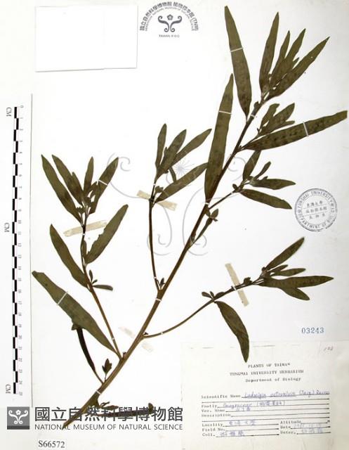 水丁香藏品圖，第1張