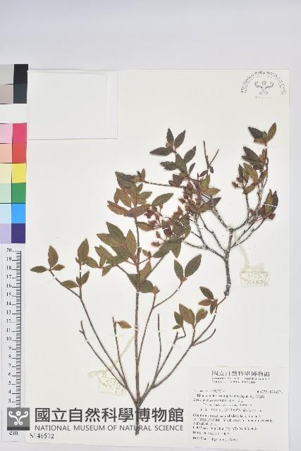 紅毛杜鵑藏品圖，第1張