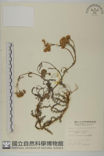 洋蓍草、千葉蓍藏品圖，第1張