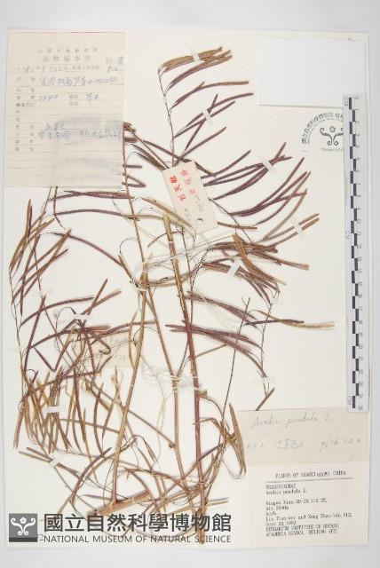 垂果南芥菜藏品圖，第1張