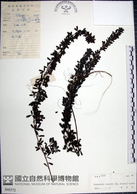 鐵掃帚、千里光藏品圖，第1張