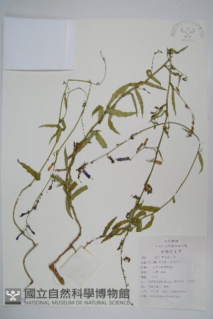 石沙參藏品圖，第1張