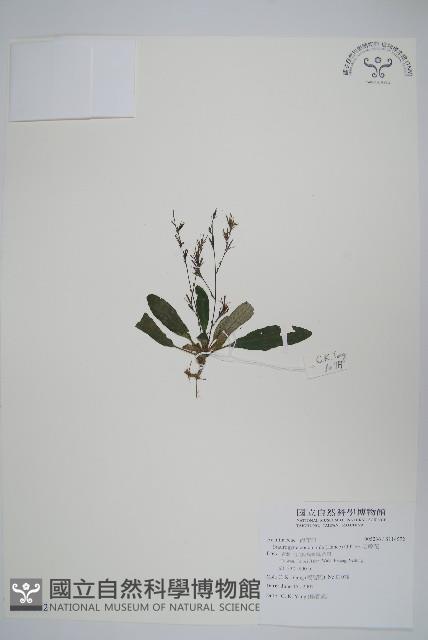 哈哼花藏品圖，第1張