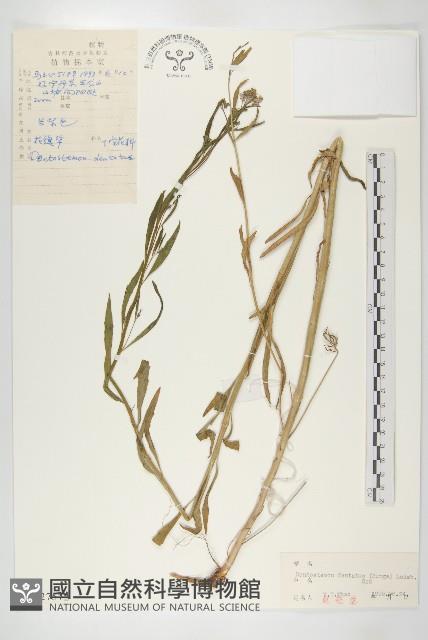 花旗竿藏品圖，第1張