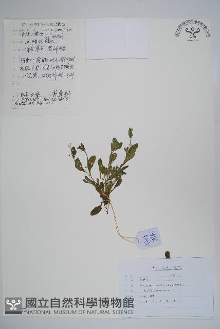 附地菜藏品圖，第1張