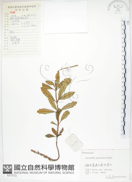 石吊蘭、吊石苣苔藏品圖，第1張