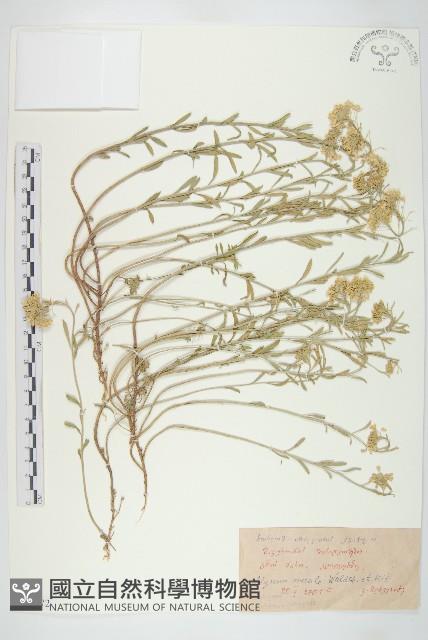 登錄號:S097572藏品圖，第1張