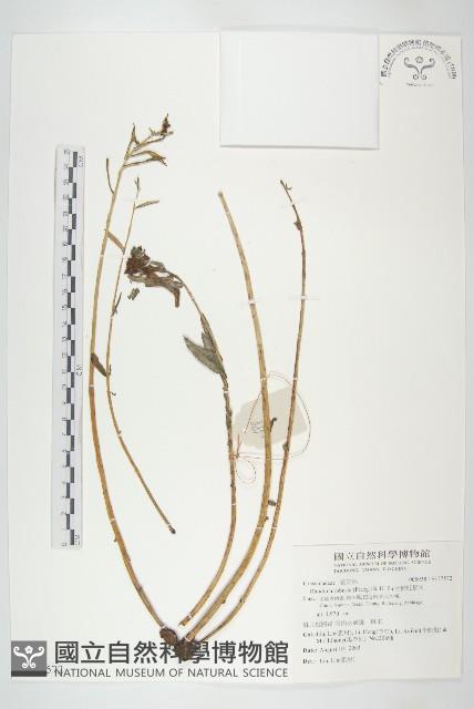 壯健紅景天藏品圖，第1張