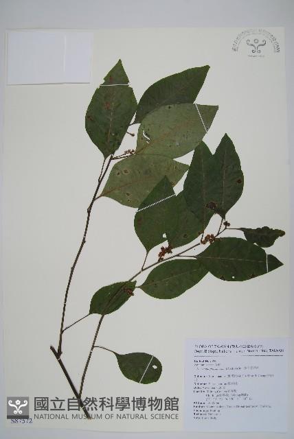 多子漿果莧藏品圖，第1張