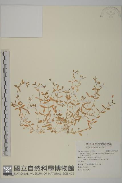 天蓬草、雀舌草藏品圖，第1張