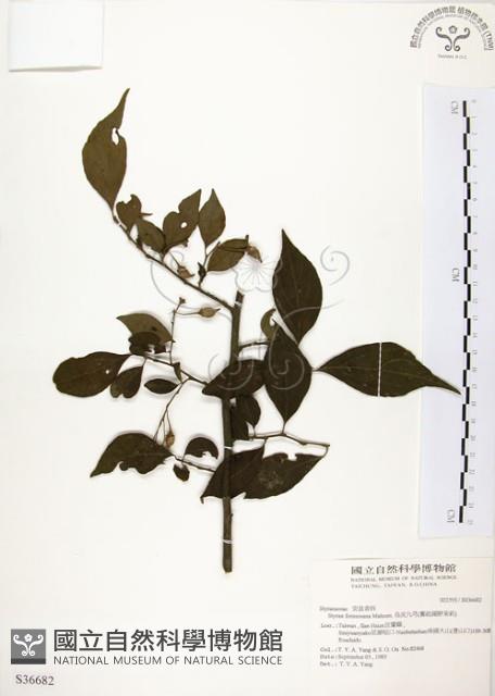 烏皮九芎、奮起湖野茉莉藏品圖，第1張