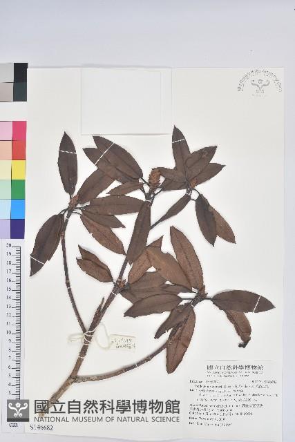 森氏杜鵑、森氏滿江紅藏品圖，第1張