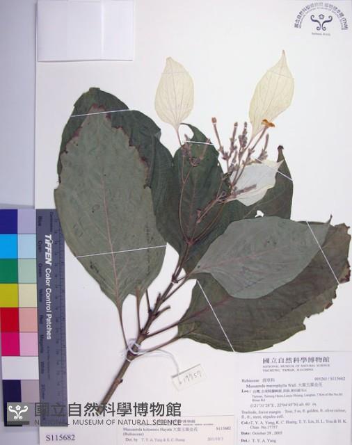 大葉玉葉金花藏品圖，第1張