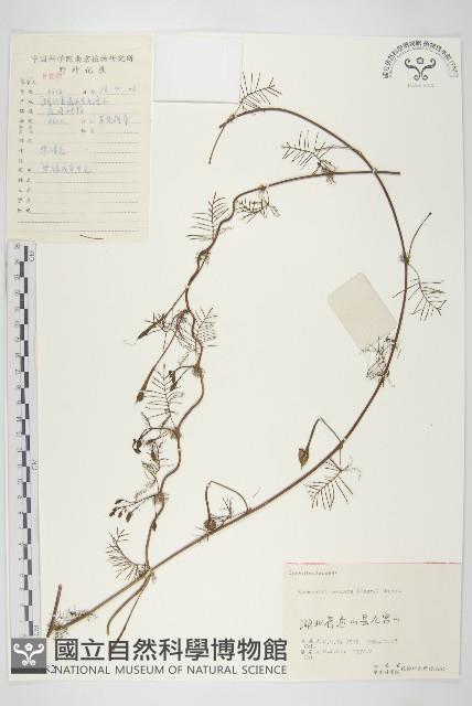 Accession Number:S055682 Collection Image, Figure 1, Total 3 Figures