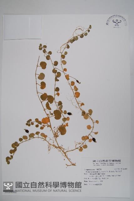 普剌特草藏品圖，第1張