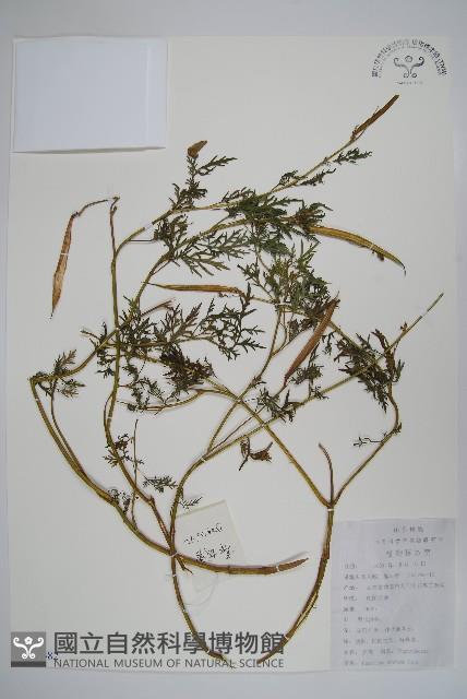 角蒿藏品圖，第1張