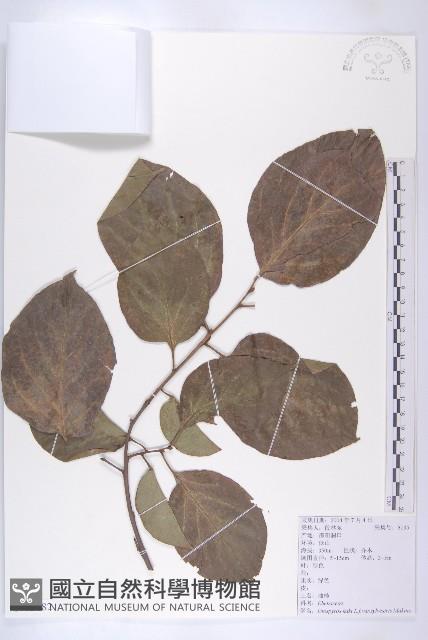 油柿藏品圖，第1張