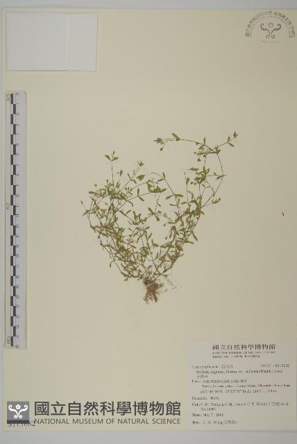 天蓬草藏品圖，第1張