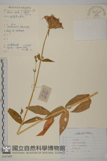 淺裂剪秋蘿藏品圖，第1張