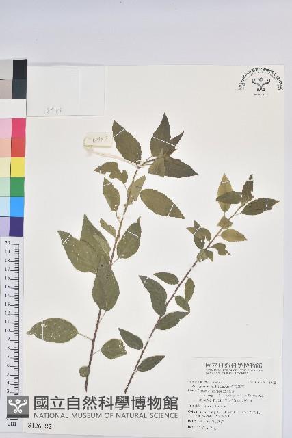 恆春鐵莧藏品圖，第1張