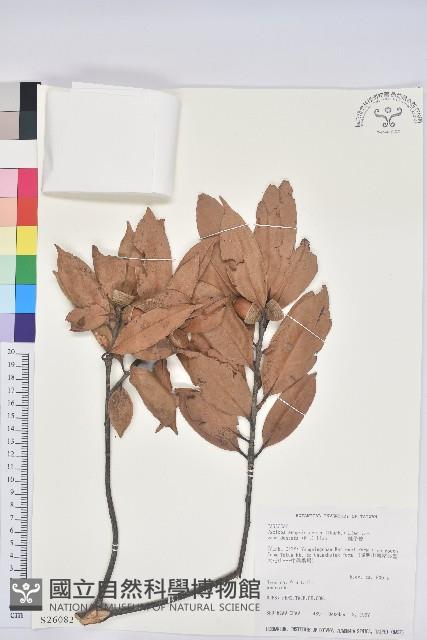 毽子椆藏品圖，第1張