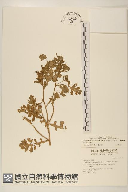 線球菊、田基黃藏品圖，第1張