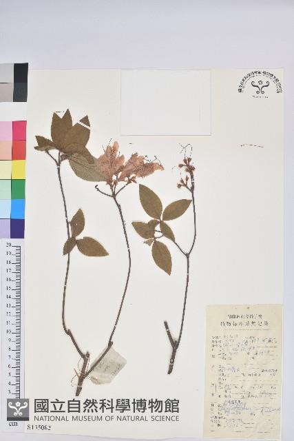 唐杜鵑、大屯杜鵑、中原氏杜鵑藏品圖，第1張