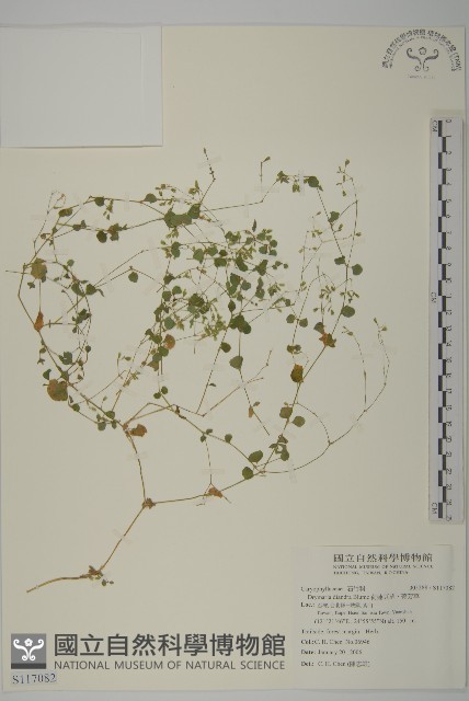 荷蓮豆草、菁芳草藏品圖，第1張