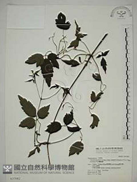 巴氏鐵線蓮藏品圖，第1張