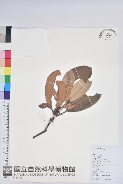 華南杜鵑藏品圖，第1張