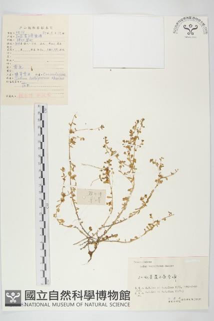 珠芽佛甲草藏品圖，第1張