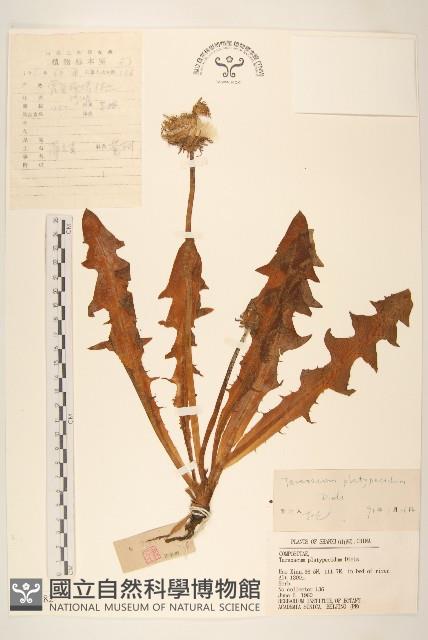 白緣蒲公英藏品圖，第1張