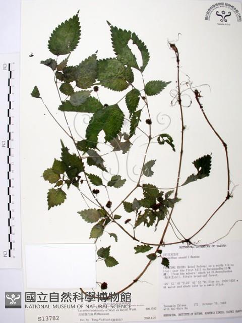 長梗盤花麻藏品圖，第1張