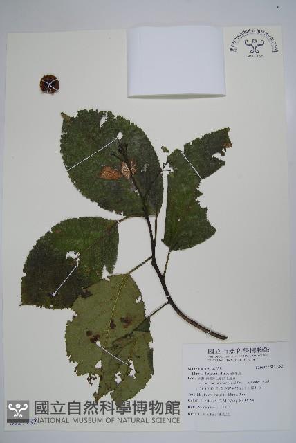 破布烏藏品圖，第1張