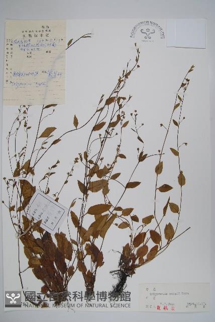 森林附地菜藏品圖，第1張