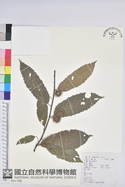 茅栗藏品圖，第1張