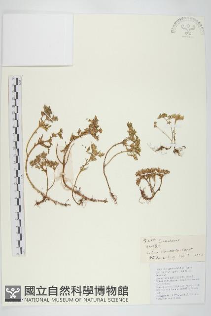 輪葉景天藏品圖，第1張