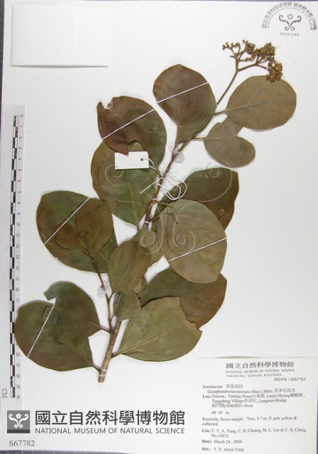 呂宋毛蕊木藏品圖，第1張
