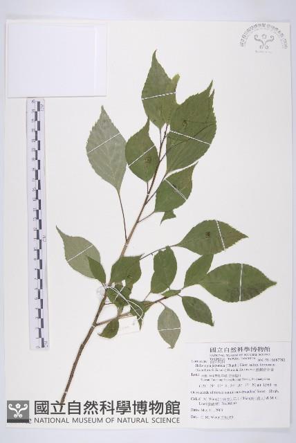 臺灣青莢葉藏品圖，第1張