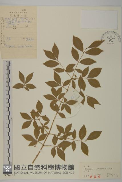 衛矛藏品圖，第1張