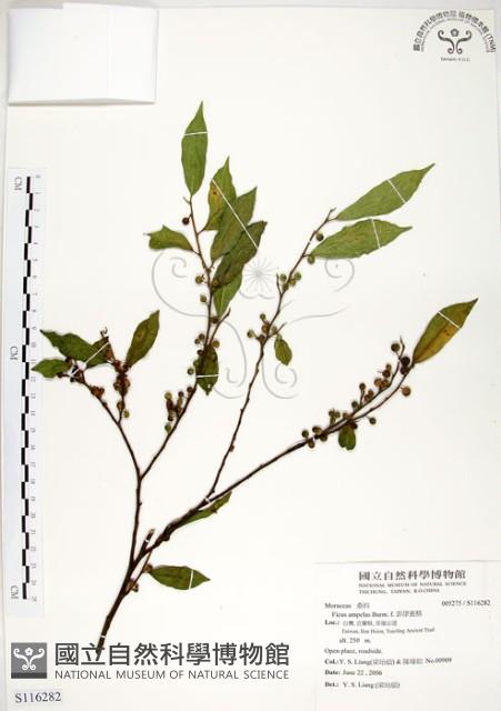 菲律賓榕藏品圖，第1張