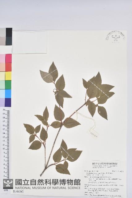 守城滿山紅、馬禮士杜鵑藏品圖，第1張