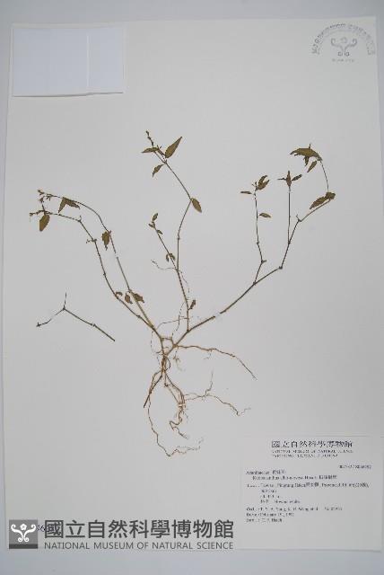 銀脈爵床藏品圖，第1張