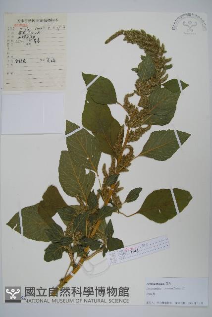 反枝莧藏品圖，第1張