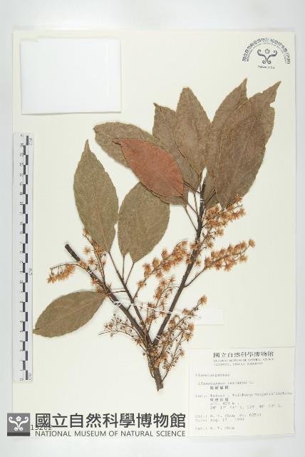 錫蘭橄欖、鋸葉杜英藏品圖，第1張