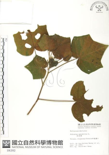 山芙蓉、臺灣山芙蓉、狗頭芙蓉藏品圖，第1張